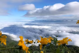 Cuối thu, ngắm sắc hoa dã quỳ vàng rực tại Ba Vì 