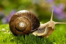 Nghe tên “sợ khiếp vía” loại ốc đắt ngang thịt vẫn hút khách