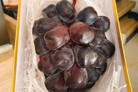 Nho “ngọc trai đen” ngon đặc biệt cả triệu/kg, bán hết khi chưa về Việt Nam