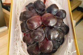 Nho “ngọc trai đen” ngon đặc biệt cả triệu/kg, bán hết khi chưa về Việt Nam