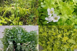 4 loại rau dại mọc vạ vật ven đường khiến đại gia mê mẩn