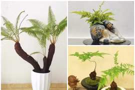 Cây dại bờ bụi lên chậu thành bonsai 10 triệu đồng/chậu