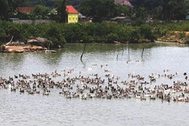 Trứ danh vịt bầu Quỳ "đẻ ra vàng"