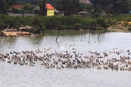 Trứ danh vịt bầu Quỳ "đẻ ra vàng"