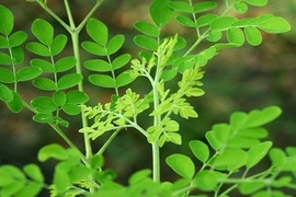 Tất tần tật các bước trồng “thần dược” chùm ngây 