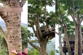 Cây đu đủ cao gần 10 mét, sai quả đang gây sốt mạng 