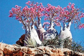 Những loài cây độc nhất thế giới, khiến bạn mất mạng như chơi