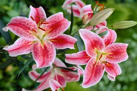 10 loài hoa Tết mang may mắn, hút tài lộc cả năm