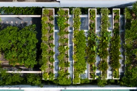 Văn phòng mọc giữa rừng cây “độc nhất vô nhị” tại Khánh Hòa 