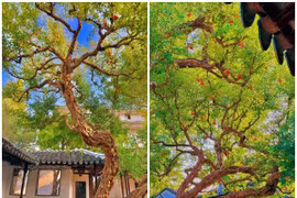 Mãn nhãn ngắm cây lựu chi chít quả “sốt rần rần” cõi mạng 