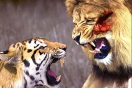 Clip: Những màn đại chiến khốc liệt giữa hổ và sư tử