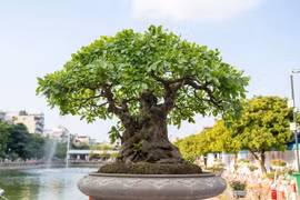 Cận cảnh cây lộc vừng 'ngũ phúc' tiền tỷ ở Hà Nội 