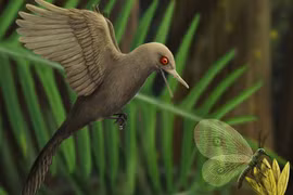 Tìm thấy khủng long ăn thịt 99 triệu tuổi trong miếng hổ phách