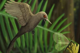 Tìm thấy khủng long ăn thịt 99 triệu tuổi trong miếng hổ phách