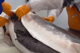 Tận mắt quy trình thu hoạch trứng cá tiền tỷ chỉ dành cho giới đại gia