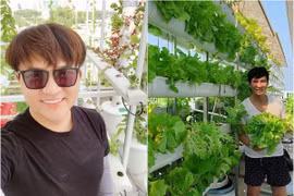 Đã mắt vườn rau thủy canh xanh tốt trên sân thượng nhà sao Việt