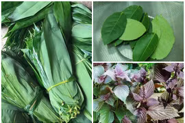 Loại lá rẻ bèo ở Việt Nam xuất ngoại “đắt như tôm tươi“