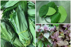 Loại lá rẻ bèo ở Việt Nam xuất ngoại “đắt như tôm tươi“