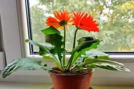 8 loại hoa “chiêu tài, đón lộc” Tết Ất Tỵ 2025 nên trưng trong nhà 