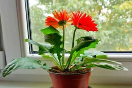 8 loại hoa “chiêu tài, đón lộc” Tết Ất Tỵ 2025 nên trưng trong nhà 