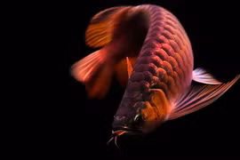 Bí mật về loại cá đắt đỏ hơn cả siêu xe Ferrari