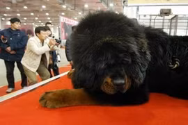 Vì sao chó ngao Tây Tạng giá 99 tỷ đại gia vẫn xuống tiền?