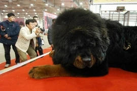 Vì sao chó ngao Tây Tạng giá 99 tỷ đại gia vẫn xuống tiền?
