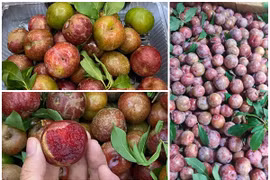 Mận hậu đầu mùa giá “chát”... chị em lùng mua đến “cháy hàng” 