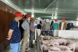 Mục sở thị dự án heo ăn chuối của bầu Đức