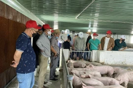 Mục sở thị dự án heo ăn chuối của bầu Đức