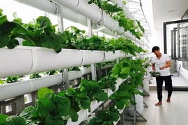 Thích mê vườn rau xanh mướt trên sân thượng nhà sao Việt