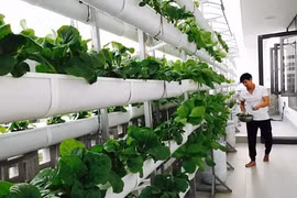 Thích mê vườn rau xanh mướt trên sân thượng nhà sao Việt