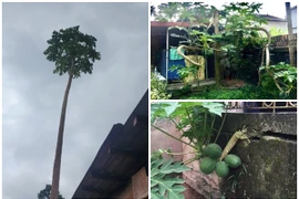 Mắt tròn mắt dẹt ngắm “quái cây” đu đủ được định giá tiền tỷ