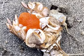 Soi đặc sản “tiểu huỳnh đế” từ biển lên bàn nhậu