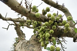 Cây dại bất ngờ thành bonsai tiền tỷ khiến dân chơi mê tít