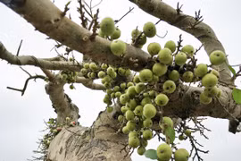 Cây dại bất ngờ thành bonsai tiền tỷ khiến dân chơi mê tít