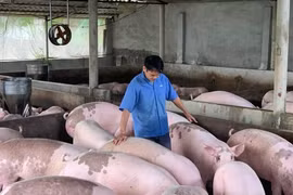 Lý do giá lợn hơi tăng cao nhất 1 năm qua 