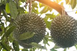 Hai loại sầu riêng đang “rớt giá” mạnh tại Việt Nam