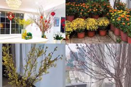 Ngắm biệt thự ngập sắc hoa ngày Tết của Hoa hậu Việt