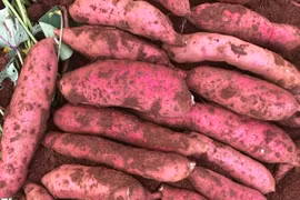 Khoai lang rớt giá còn 3.500 đồng/kg