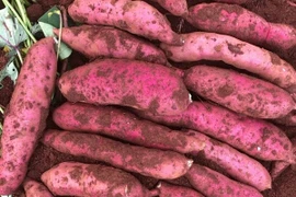 Khoai lang rớt giá còn 3.500 đồng/kg