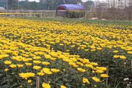 Làng hoa kiểng khắp nước tất bật vào vụ Tết 