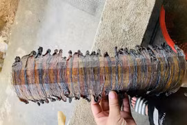 Thương lái Trung Quốc tìm mua giun sấy khô giá 1,5 triệu/kg 