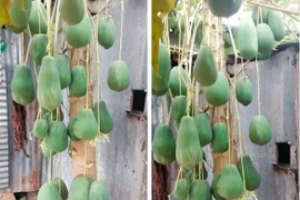 Cây đu đủ trĩu quả chỉ có đại gia mới mua được