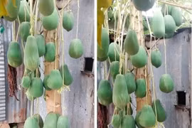 Cây đu đủ trĩu quả chỉ có đại gia mới mua được