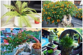 Những loại cỏ dại được biến thành cây cảnh hút khách