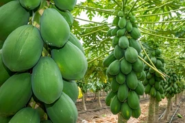 Đu đủ tăng giá 7.000 đồng/kg