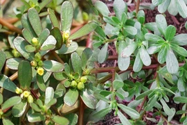 Khó tin rau dại “tốt ngang nhân sâm” bán đầy chợ Việt 