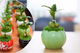 Cây tài lộc còn được gọi là cây “Thần Tài”, đặt ở đâu lộc chảy về chỗ đó