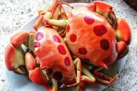 Loài cua lạ nửa triệu đồng/kg ngon cỡ nào khách tranh nhau mua?
